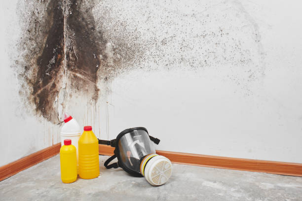 Best Preventive Mold Services in Wortham, TX
