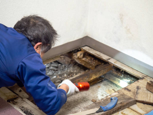 Best Commercial Mold Remediation in Wortham, TX