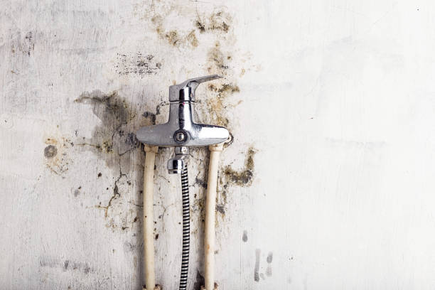 Best Preventive Mold Services in Wortham, TX