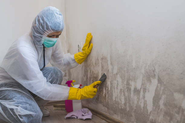 Professional Mold Remediation in Wortham, TX