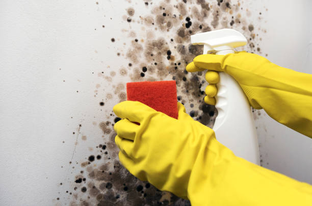 Best Emergency Mold Remediation in Wortham, TX