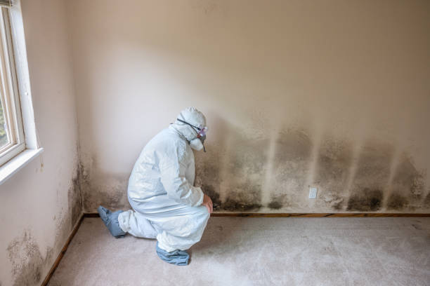 Best White Mold Remediation in Wortham, TX