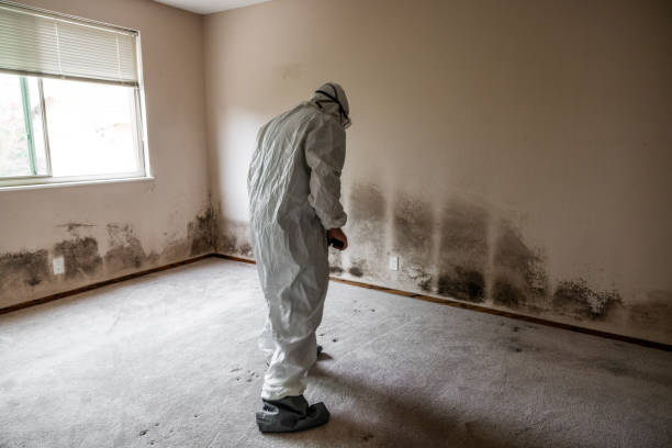 Best Basement Mold Remediation in Wortham, TX