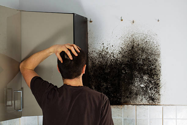 Best Attic Mold Remediation in Wortham, TX