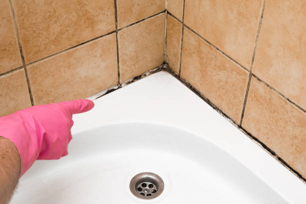 Wortham, TX Mold Remediation Company