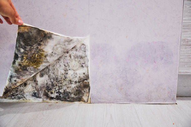  Wortham, TX Mold Removal Pros